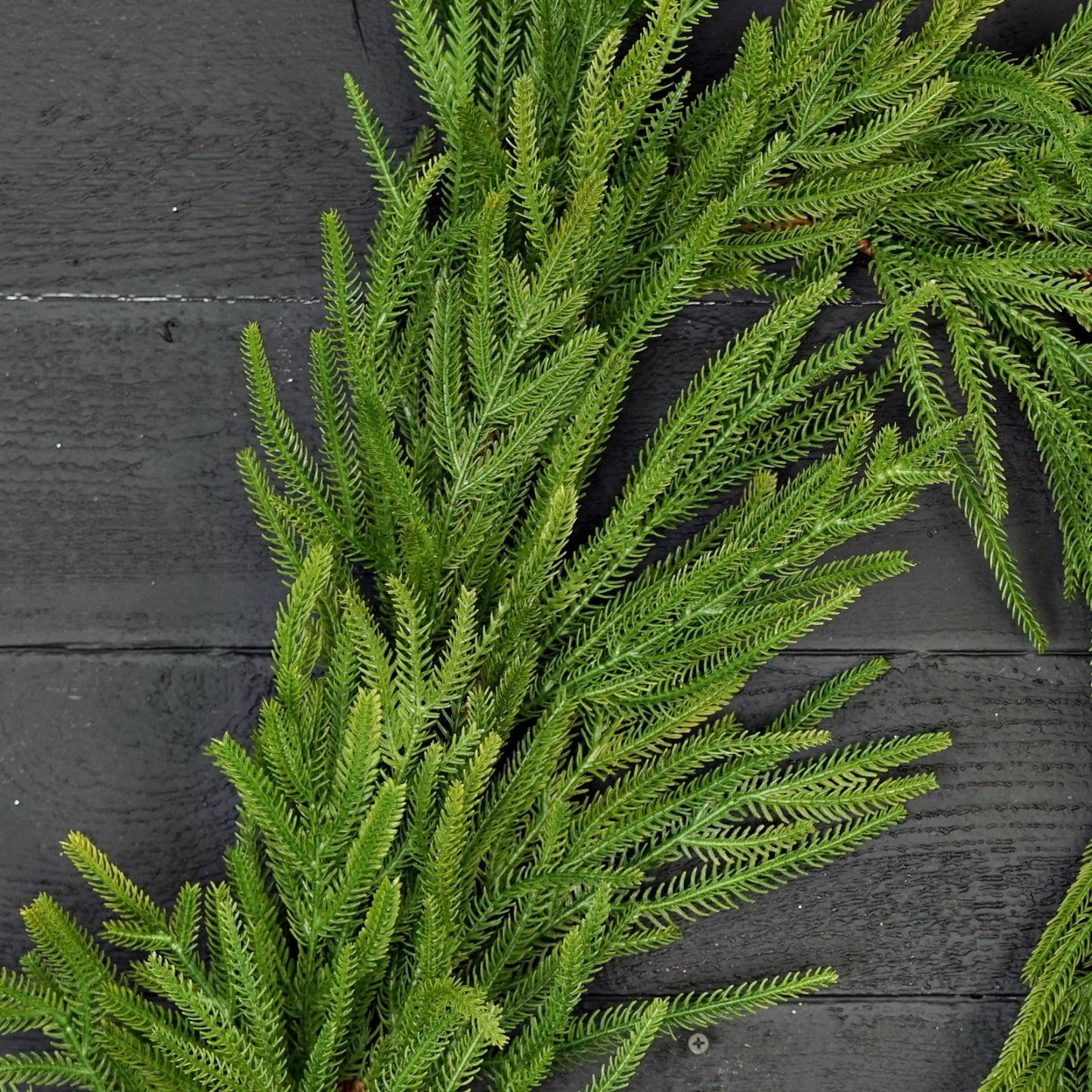 6 Foot Soft Touch Norfolk Pine Full Garland