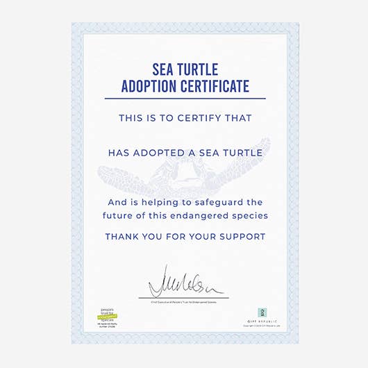 Adopt a Sea Turtle