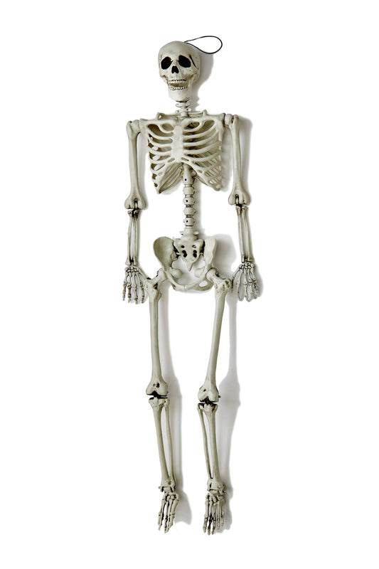 60" Life Size Hanging Skeleton